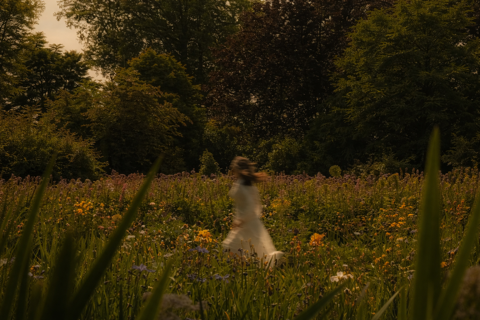 Golden glow in a wildflower meadow